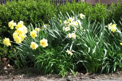Daffodils-Yellow-and-White-89