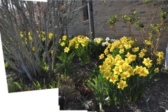 Daffodils-at-Minnetrista