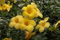 GOLDEN-TRUMPET-VINE