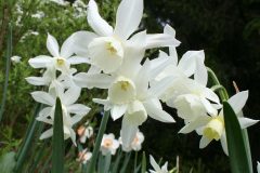 angel_daffs1x1200