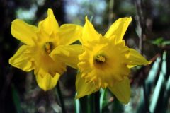 easter-flowers