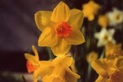 easter-flowers2