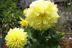 100711-Yellow-Dahlia