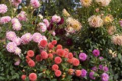 106-Butchart-Gardens-Flowers
