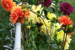 1_Dahlias-8-08-10