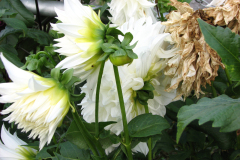 1_Dahlias-8-08-100