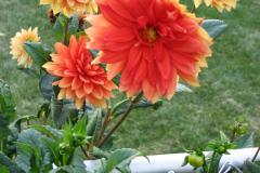 1_Dahlias-8-08-14