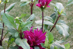 1_Dahlias-8-08-18