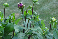 1_Dahlias-8-08-19