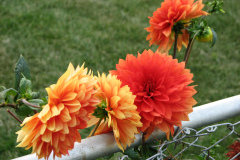 1_Dahlias-8-08-2
