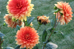 1_Dahlias-8-08-22
