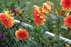1_Dahlias-8-08-25