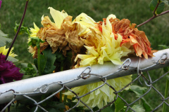 1_Dahlias-8-08-3