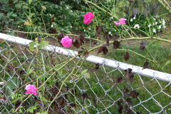 1_Dahlias-8-08-30