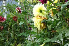 1_Dahlias-8-08-34