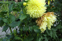 1_Dahlias-8-08-36