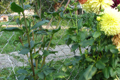 1_Dahlias-8-08-38