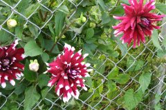 1_Dahlias-8-08-4