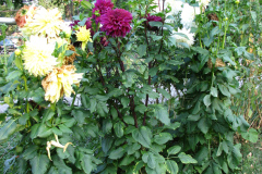 1_Dahlias-8-08-41