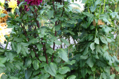 1_Dahlias-8-08-42