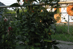 1_Dahlias-8-08-47