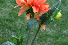 1_Dahlias-8-08-5