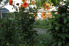 1_Dahlias-8-08-50
