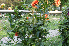 1_Dahlias-8-08-51