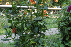 1_Dahlias-8-08-52