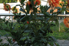 1_Dahlias-8-08-55