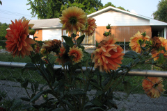 1_Dahlias-8-08-56