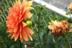 1_Dahlias-8-08-59