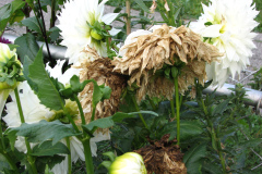 1_Dahlias-8-08-67