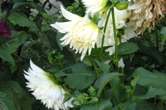 1_Dahlias-8-08-68