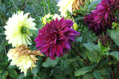 1_Dahlias-8-08-70