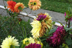 1_Dahlias-8-08-71