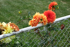 1_Dahlias-8-08-72