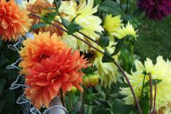 1_Dahlias-8-08-75