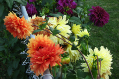 1_Dahlias-8-08-76