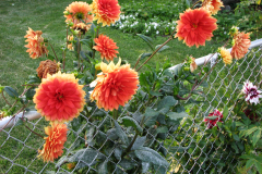 1_Dahlias-8-08-80