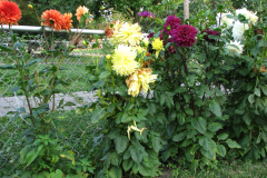 1_Dahlias-8-08-83