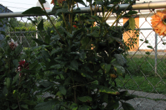 1_Dahlias-8-08-86