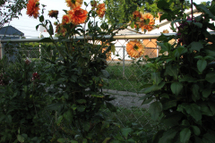 1_Dahlias-8-08-87
