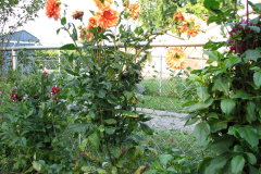 1_Dahlias-8-08-88