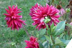 1_Dahlias-8-08-9