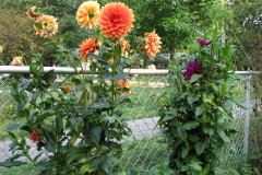 1_Dahlias-8-08-90
