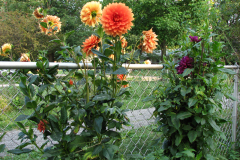 1_Dahlias-8-08-91