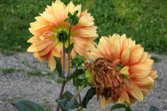 1_Dahlias-8-08-92
