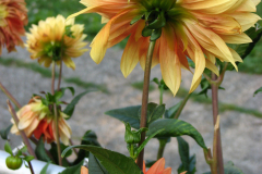 1_Dahlias-8-08-93