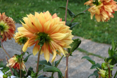 1_Dahlias-8-08-94